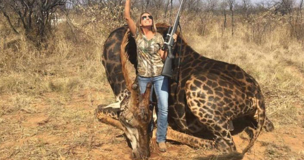 Captive Giraffe Murdered In Texas